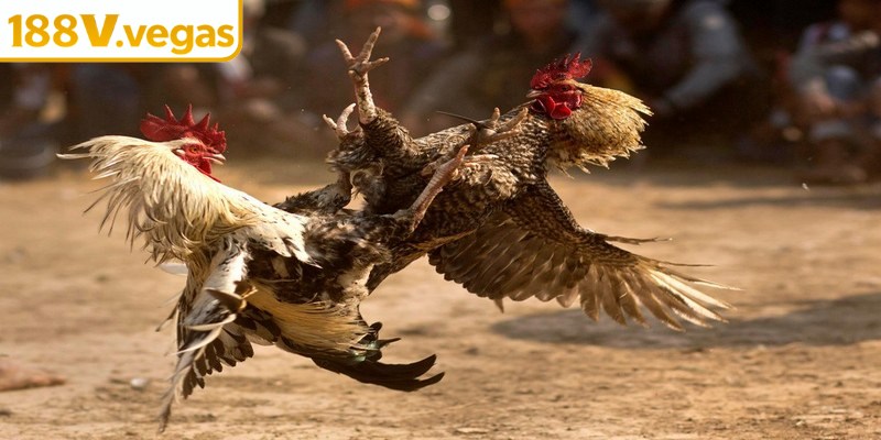 Tại sao sảnh đá gà 188V được ưa chuộng