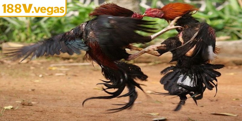 Luật chơi của đá gà Thomo mới cho gamer