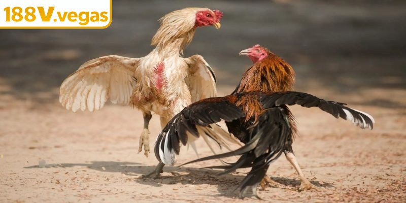 Bí quyết giúp thắng lớn trong đá gà Thomo