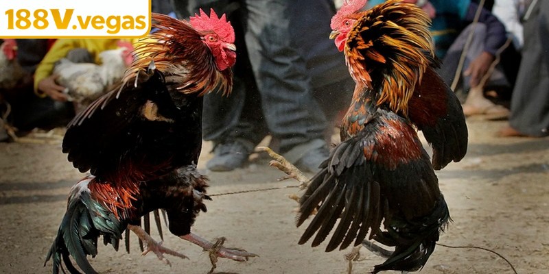 Đá gà trực tiếp hình thức giải trí không nên bỏ lỡ