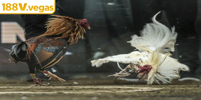 Bật mí những kinh nghiệm chơi đá gà trực tuyến hiệu quả