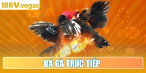 Đá Gà Trực Tiếp