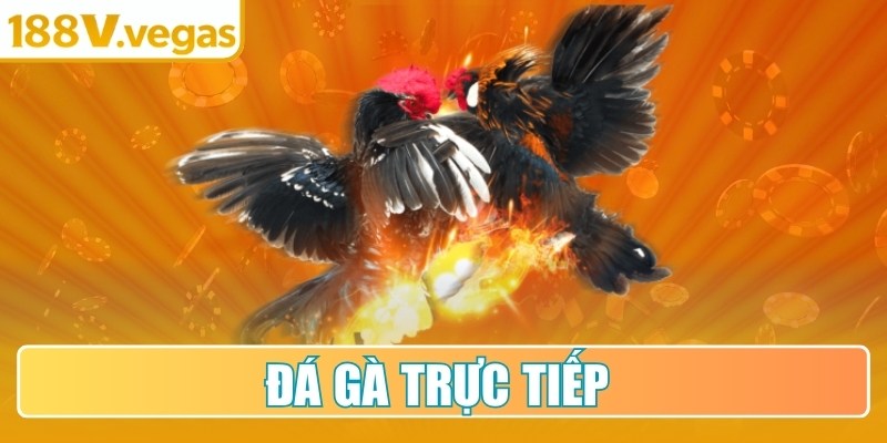 Đá Gà Trực Tiếp
